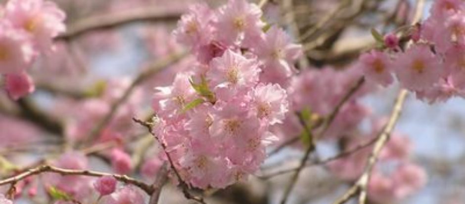敏感な人（HSPなど）の才能が開花するカウンセリング
